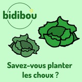 Savez-vous planter les choux ?