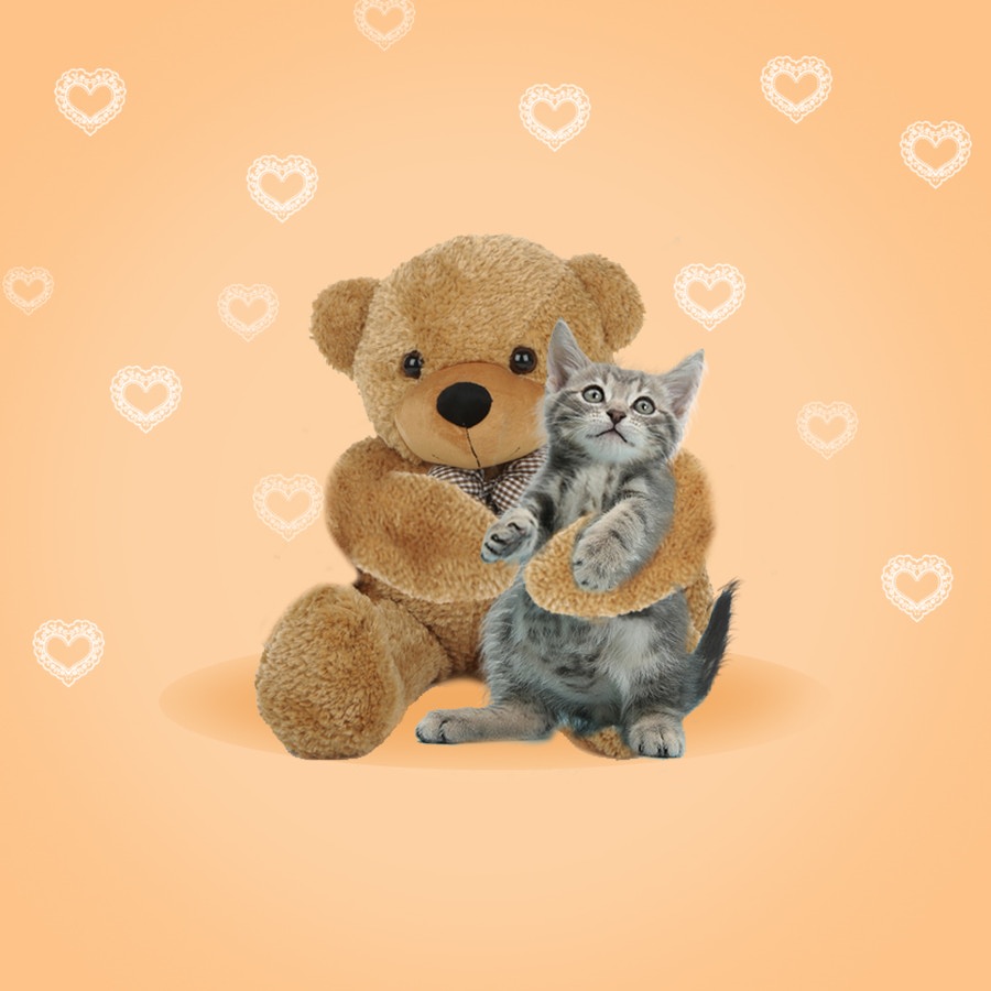 Ursinho fofinho e gato