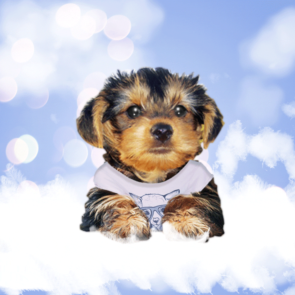 Adorable puppy under a blue sky licks your screen