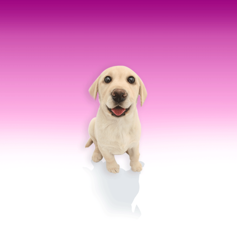 Labrador rubs your screen