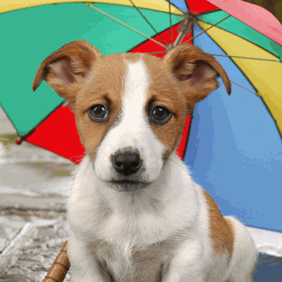 Dog and umbrella