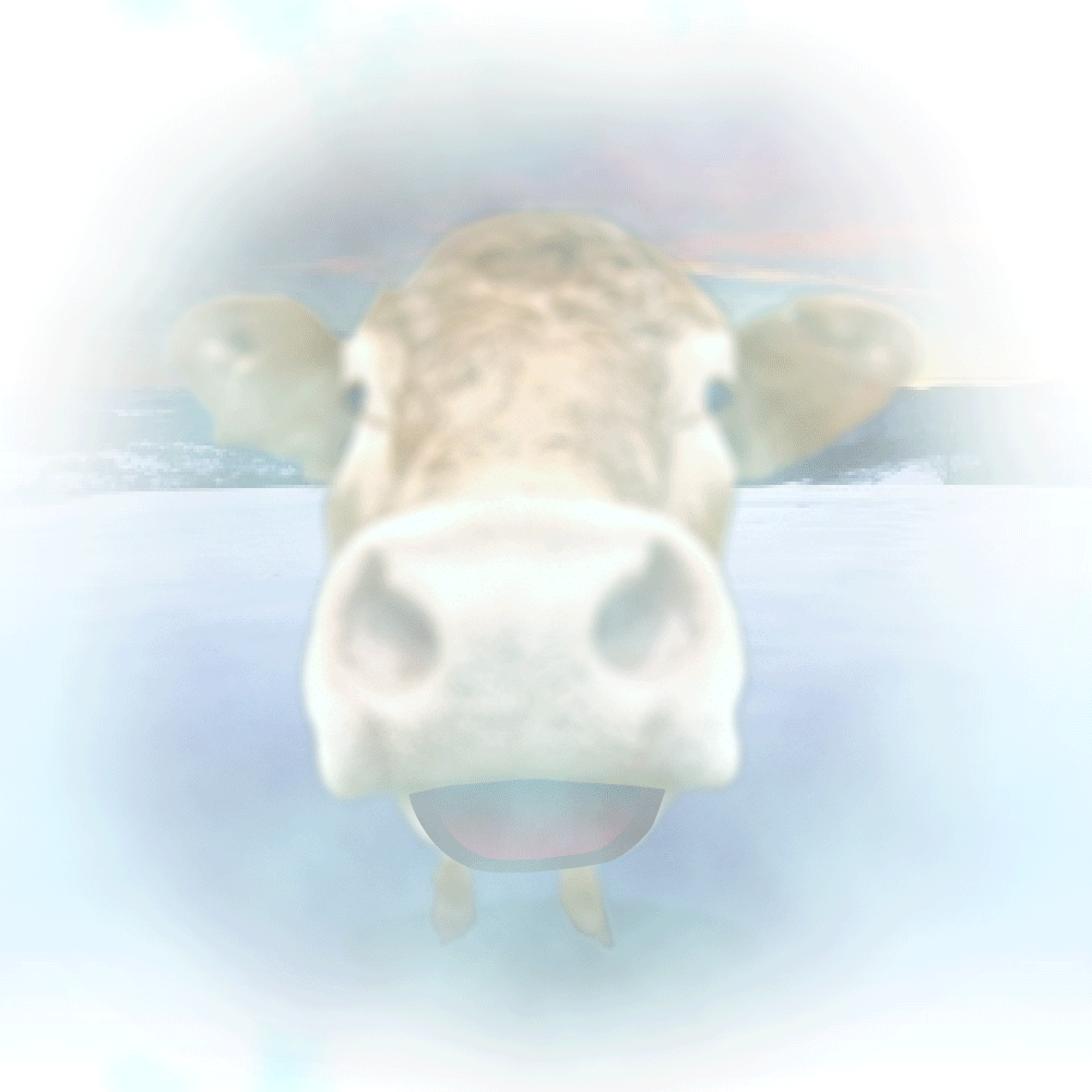 A cow in the snow licking your screen!