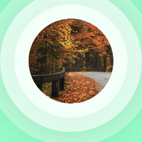 Automn falling leaves