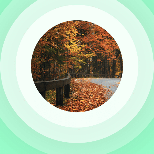 Automn falling leaves